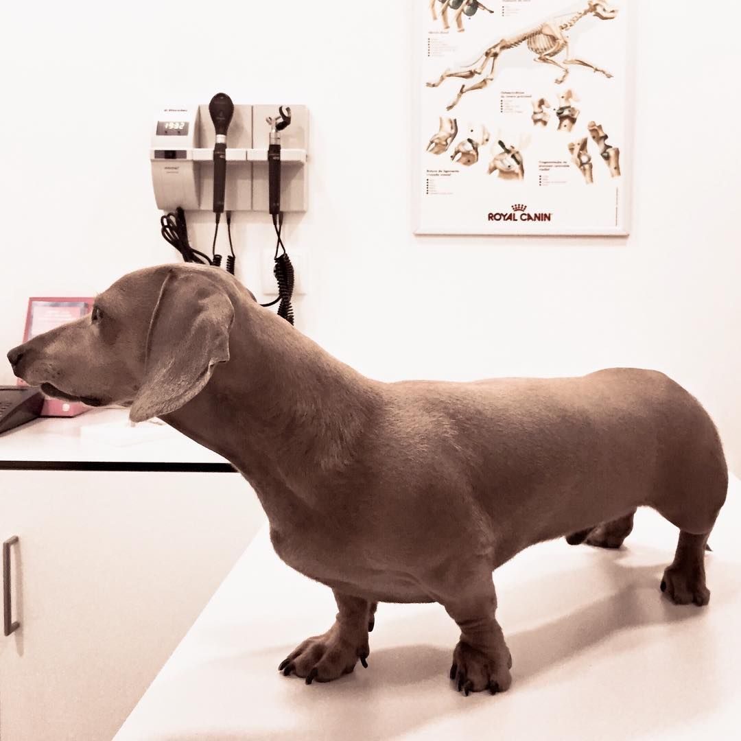 Dachshund Care And Health Dachshund Dachshund Love Miniature
