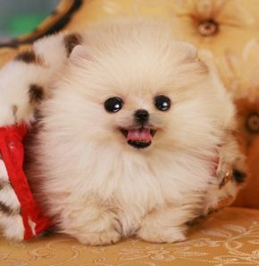 Cream Teacup Pomeranian #teacuppomeranianpuppy Cream Teacup Pomeranian #teacuppomeranianpuppy Cream Teacup Pomeranian #teacuppomeranianpuppy Cream Teacup Pomeranian #teacuppomeranianpuppy Cream Teacup Pomeranian #teacuppomeranianpuppy Cream Teacup Pomeranian #teacuppomeranianpuppy Cream Teacup Pomeranian #teacuppomeranianpuppy Cream Teacup Pomeranian #teacuppomeranianpuppy