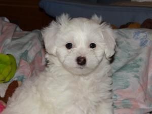 Adopt Seamus Adopted On Pets Are Cuter Than Kids Maltese