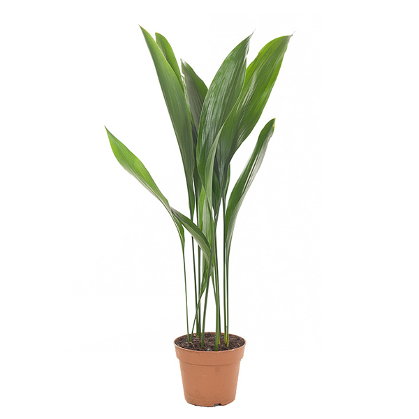De Aspidistra Elatior is een groene kamerplant en behoort tot een van de sterkste plantensoorten die je in de woonkamer kan neerzetten. Platycerium, Ficus, Garden Plants, Flora, Inspo, Google, Photos, Ideas, Products