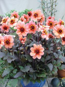 dahlias vackraste händer dahlias vackraste händer