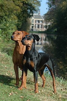 A Well Bred German Pinscher Will Be A Loving Companion With An