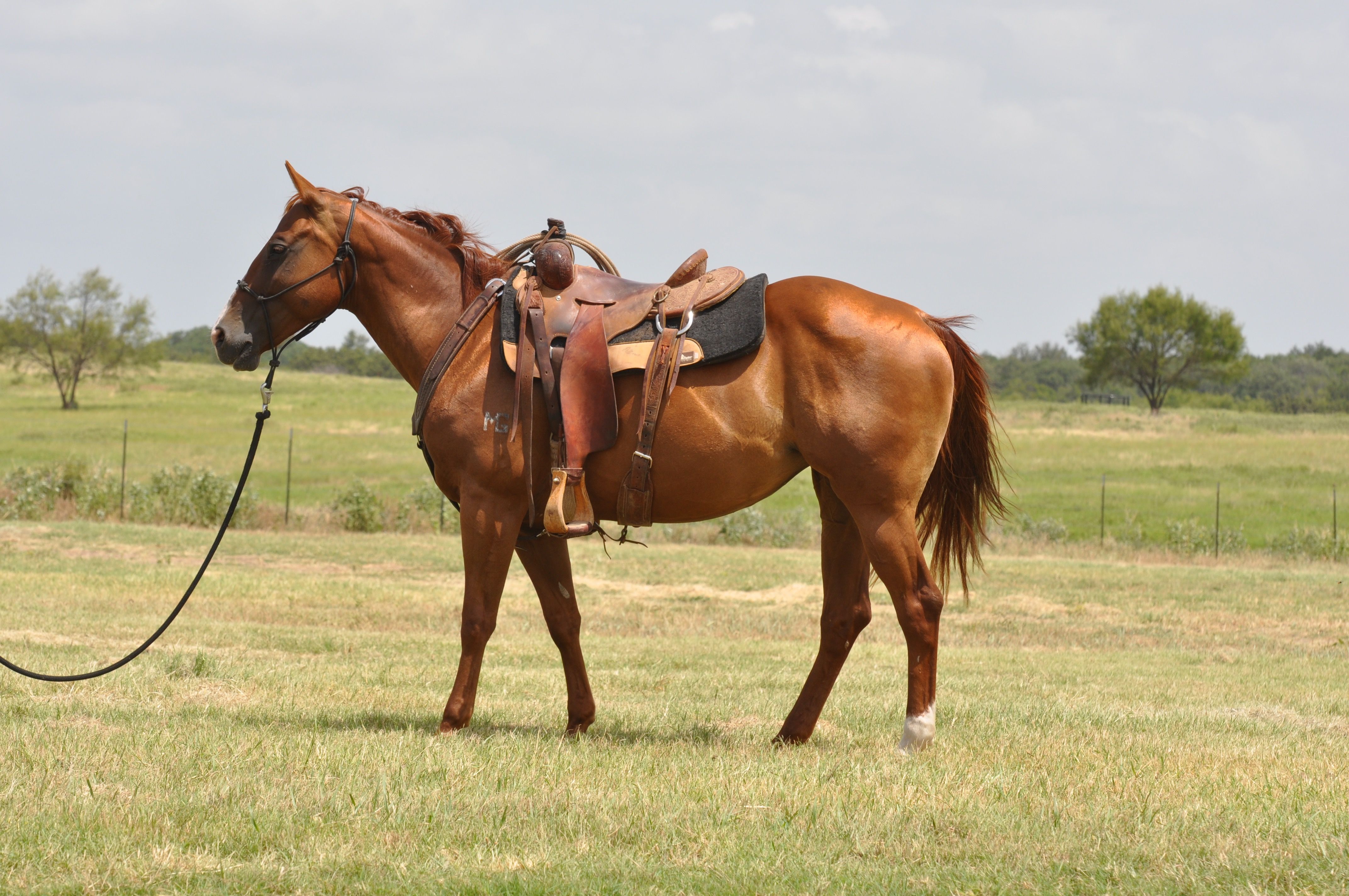 Lot 25 Peppys Miss Peppy The Wagon Wheel Ranch Ranch Horse Production Sale Sept 12 2015 Lometa Texas 512 734 0234 Horses Quarter Horse Beautiful Horses [ 2848 x 4288 Pixel ]