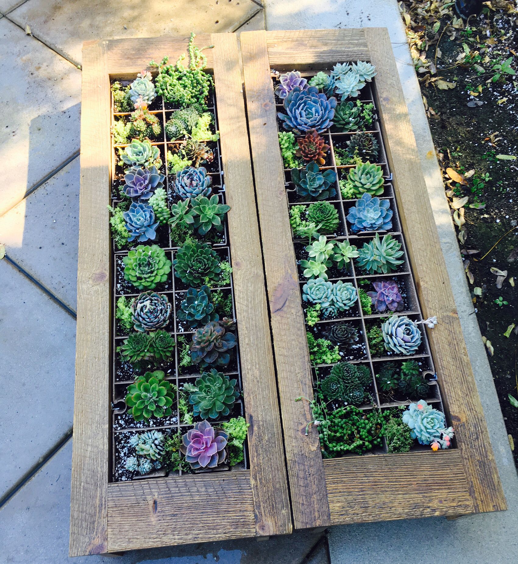 Finished planters need to sit flat for a few days before hanging vertically on the wall. The roots will grab hold very quickly with succulents. I have used Miracle Gro potting soil mixed with Sphagnum Peat Moss. I'm excited to see them hanging. Green Garden, Rose Garden, Home And Garden, Garden Terrarium, Succulents Garden, Succulent Planters, Terrariums, Indoor Garden, Outdoor Gardens