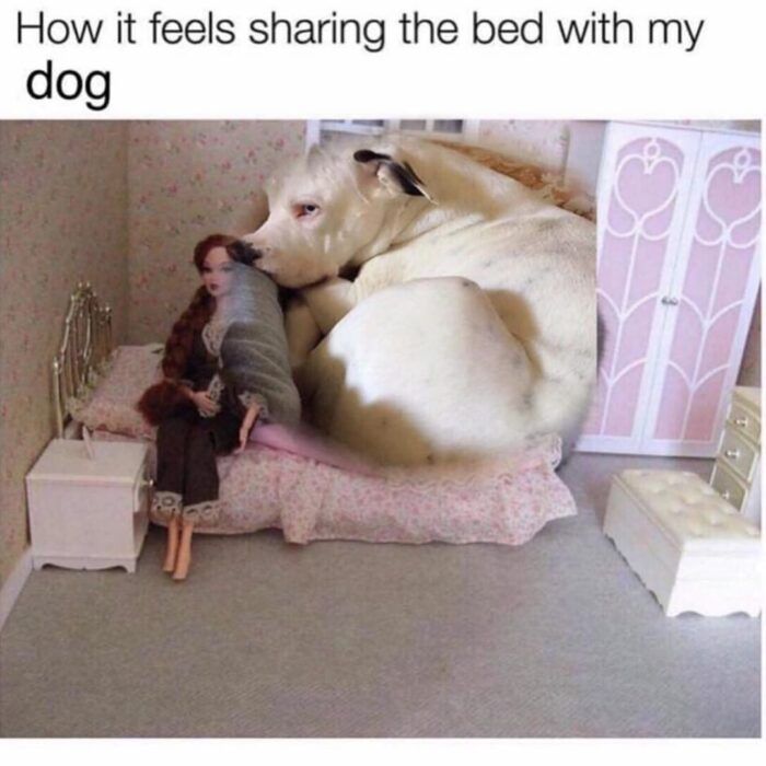 18 Memes That All Dog Parents Will Laugh At Funny Animal Memes, Dog Memes, Funny Animals, Animal Jokes, Funny Memes, Silly Dogs, Funny Dogs, Cute Dogs, Awesome Dogs