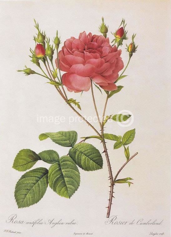 Images Of Cabbage Rose Redoute Vintage Botanical Art Canvas Print Images Of Cabbage Rose Redoute Vintage Botanical Art Canvas Print Ebay Wallpaper