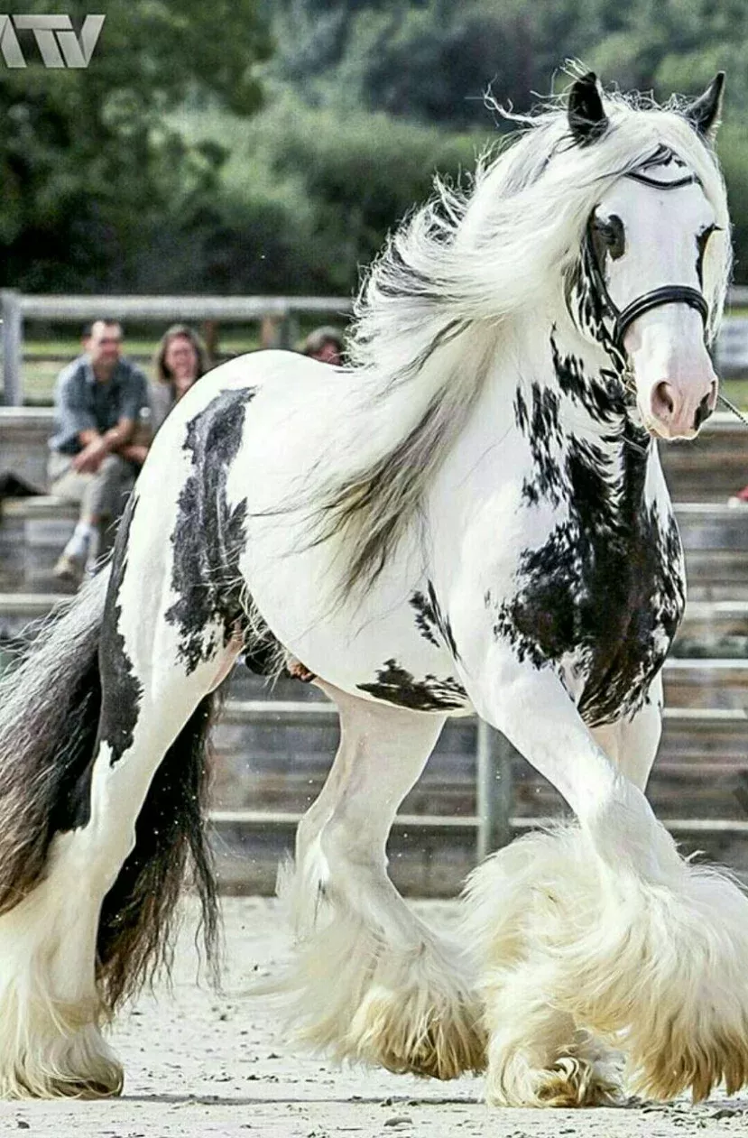 Fabulous Majestic Horse Beautiful Creatures Fabulous Majestic Horse Beautiful Creatures