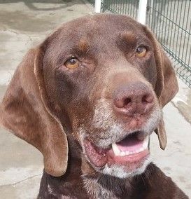Andalusien Hunde Andalusien Hunde