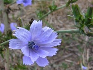 Missouri Wildflower Guide Wildflowers Pinterest Missouri Wildflower Guide
