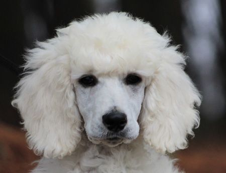 67 Ice S White No Polish Male Standard Poodle Puppy Chiot