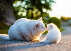 可愛い猫の親子画像選 猫画像まとめ もふぬこ動画 画像 可愛すぎる動物 猫 猫大好き 可愛い猫の親子画像選 猫画像まとめ もふぬこ動画 画像 可愛すぎる動物 猫 猫大好き