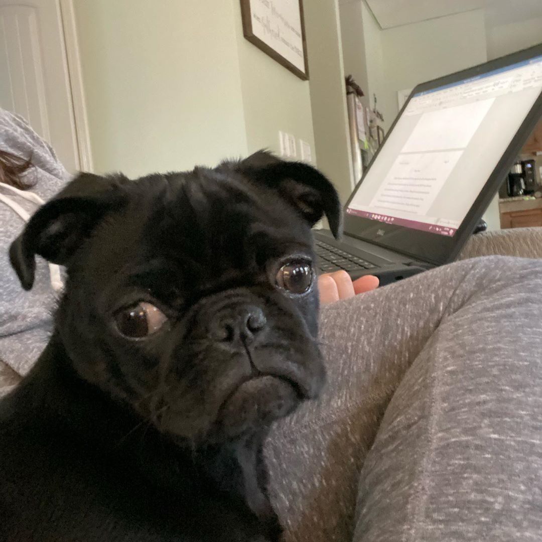 So We Meet Again Laptop Always Taking My Spot On Mommas Lap Pugs