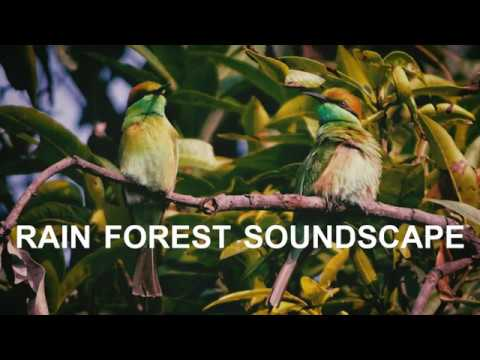 nature birds sounds download nature birds sounds download