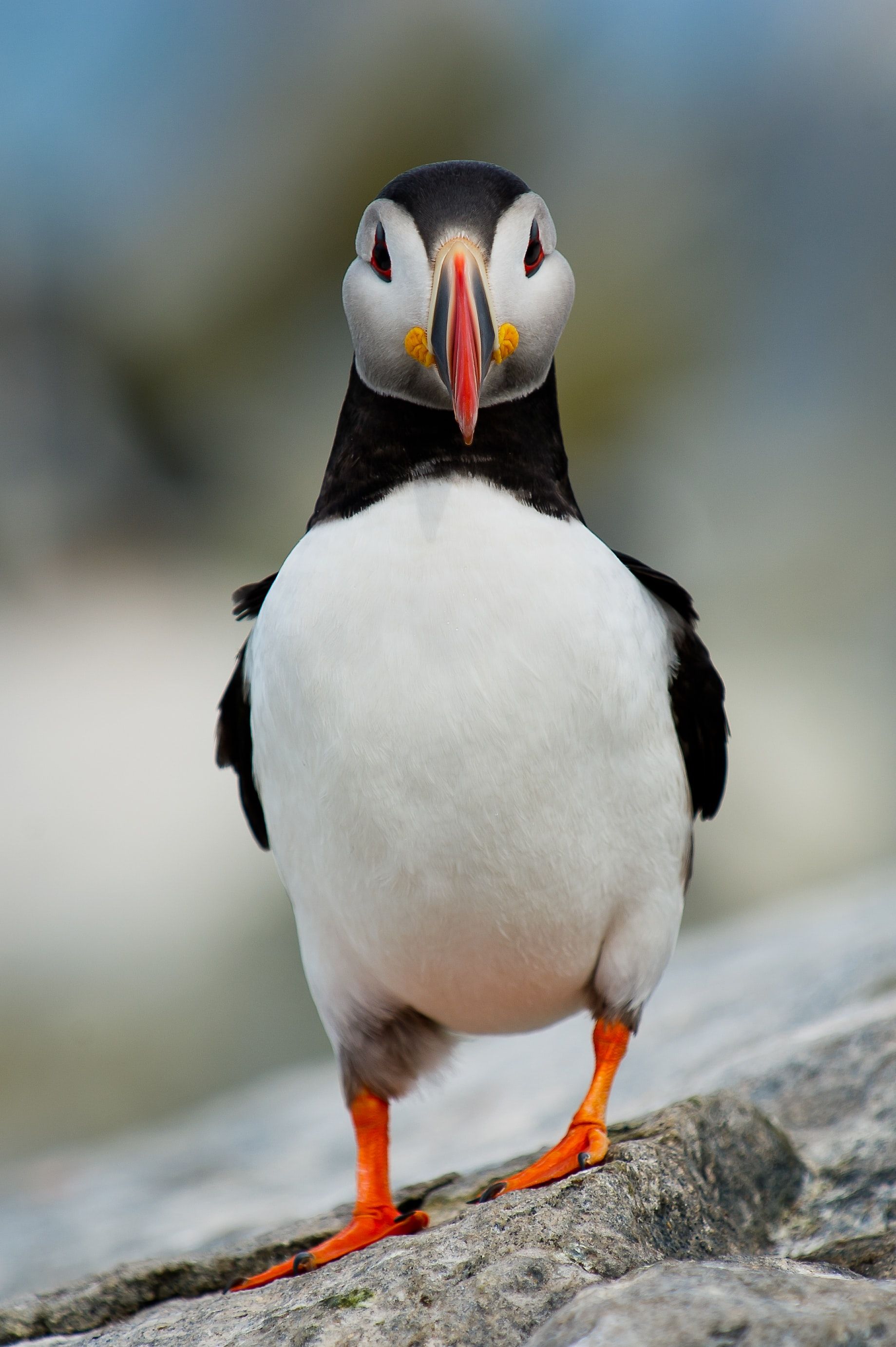 Cute 25 Hd Cute Animals Background | Puffins Bird, Animals Images, Bird Pictures Cute 25 Hd Cute Animals Background | Puffins Bird, Animals Images, Bird Pictures