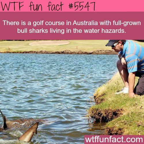 Golf Course In Australia With Sharks Fun Facts Http Ibeebz Golf Course In Australia With Sharks Fun Facts Http Ibeebz