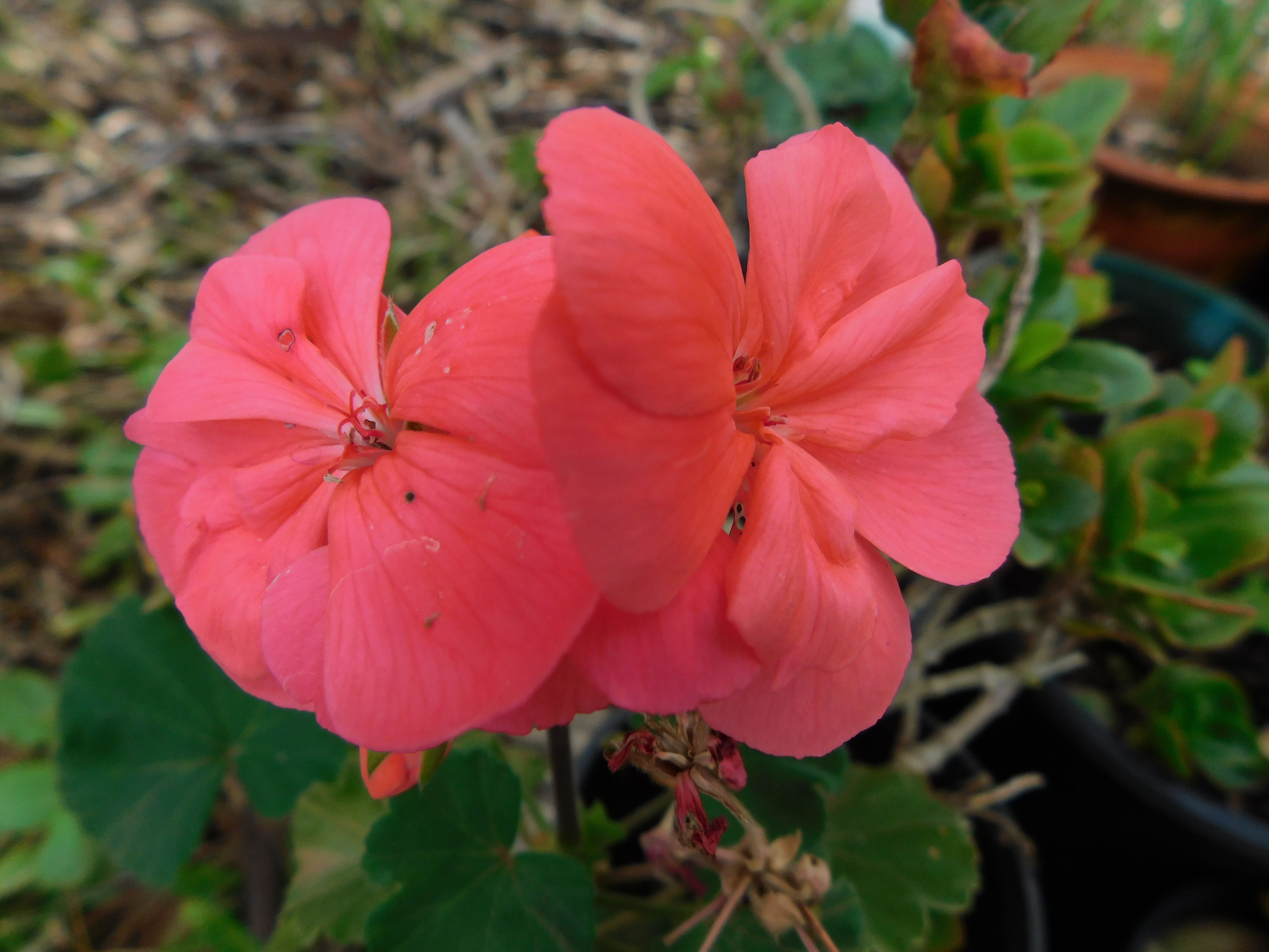 Single geraniums