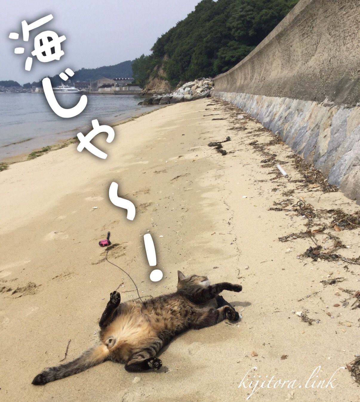 キジトラ猫とトイプードルの赤ちゃんを会わせた結果が予想外 キジとら キジトラ猫 トラ猫 猫 キジトラ猫とトイプードルの赤ちゃんを会わせた結果が予想外 キジとら キジトラ猫 トラ猫 猫