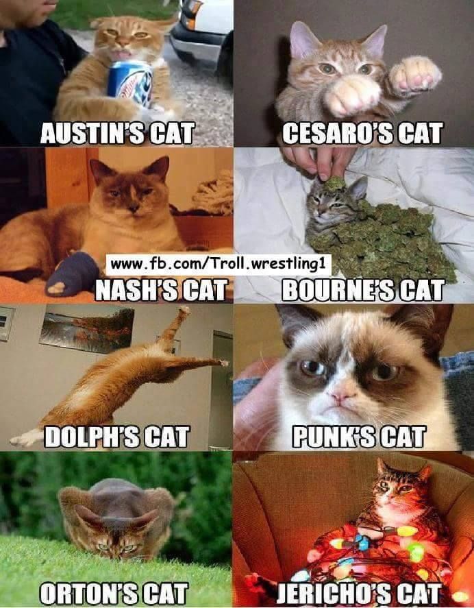WWE Cats (Picture)