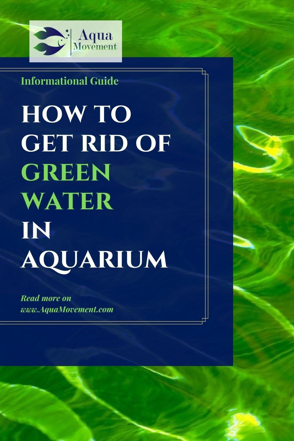 How To Get Rid Of Algae In 2020 Fresh Water Fish Tank Fish Tank Saltwater Tank
