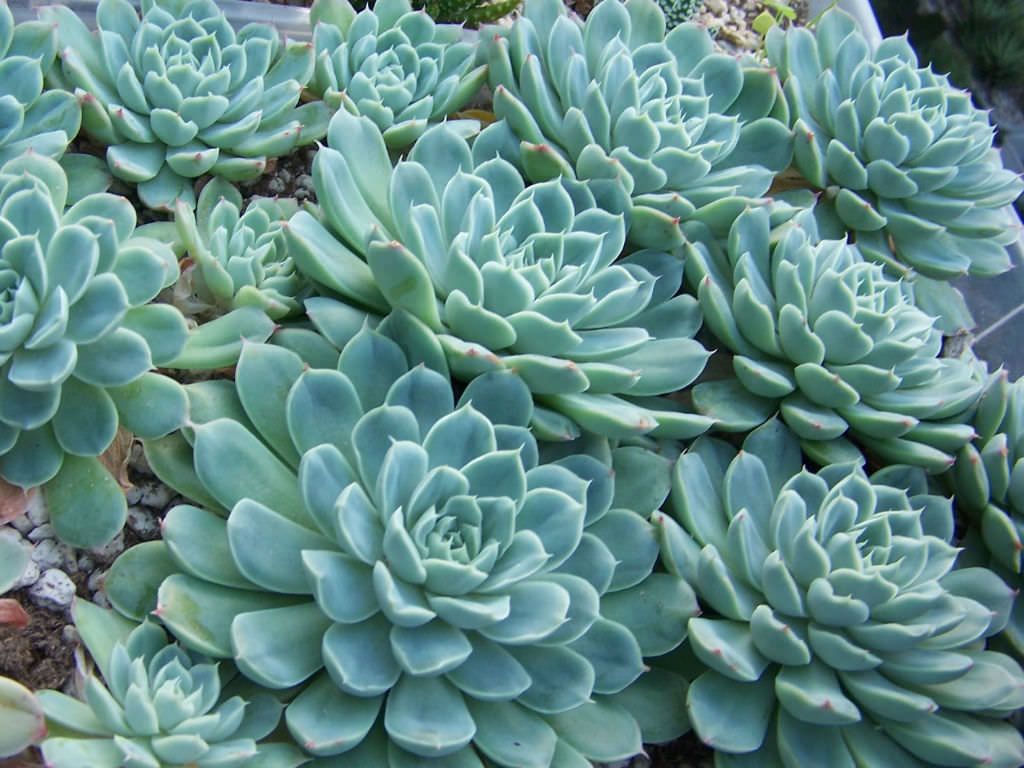 Echeveria elegans /'Mexican Snowball/'