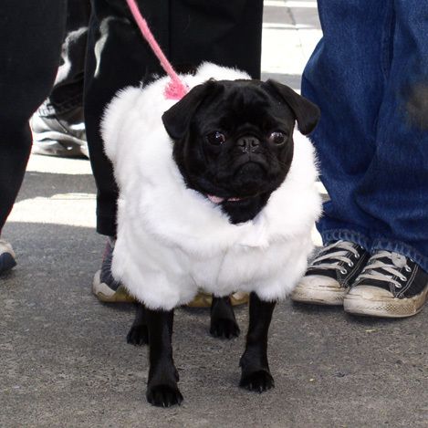 Pugis Hilton Fabulous Fur Coat Pug Black Pug Puppies Cute Dog