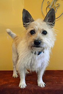 10 1 17 Cairn Terrier Westie West Highland White Terrier Mix Dog