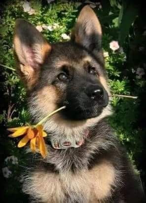 Read Message Wi Rr Com German Shepherds Dogs German