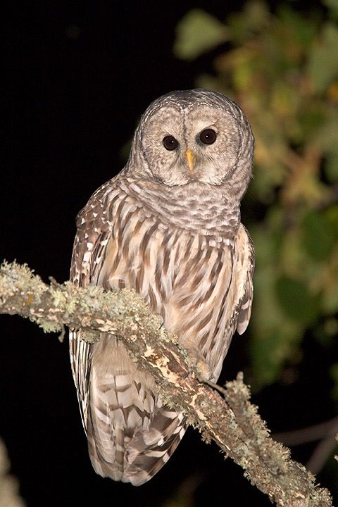 owly definition owly definition