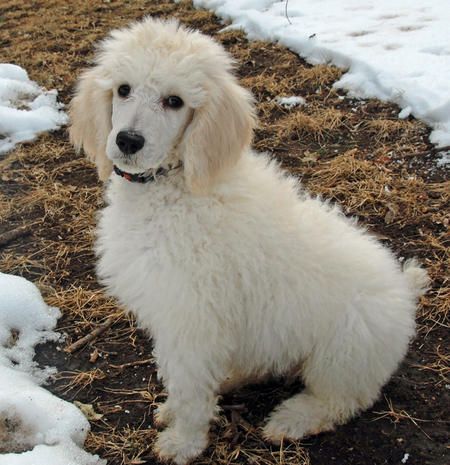 Ted The Poodle I Live In Missouri I Have A Big Brother That Is