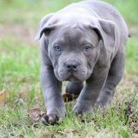 10 Things Only A Cane Corso Owner Would Understand Cane Corso