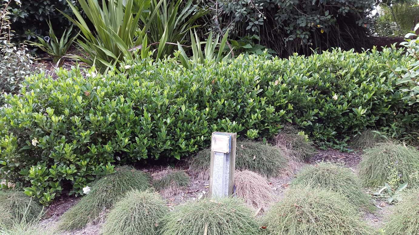 Gardenia Augusta Florida With Images Front Garden Gardenia