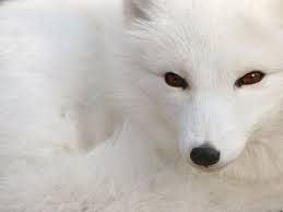 Resultado De Imagen Para Zorros Blancos Bebes Pet Fox Arctic Fox Facts Arctic Fox Resultado De Imagen Para Zorros Blancos Bebes Pet Fox Arctic Fox Facts Arctic Fox