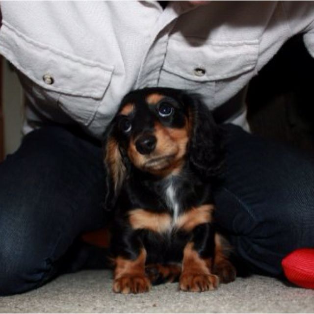 Looks So Much Like My Dog Dottie That Dogs Name Is Doxie