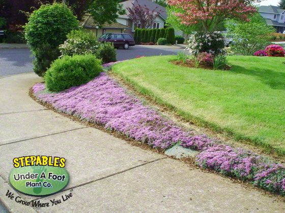 wooly thyme ground cover buy wooly thyme ground cover buy