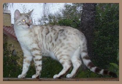 Le Bengal Chaton Bengal Esthetique Chat Chat Toyger Le Bengal Chaton Bengal Esthetique Chat Chat Toyger
