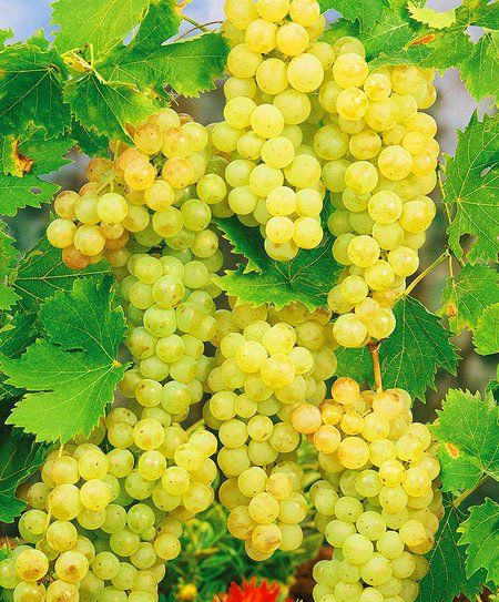 Умный виноградник: как правильно посадить виноград — Rmnt.ru Fruit, Garden, Garten, Lawn And Garden, Gardens, Gardening, Outdoor, Yard, Tuin