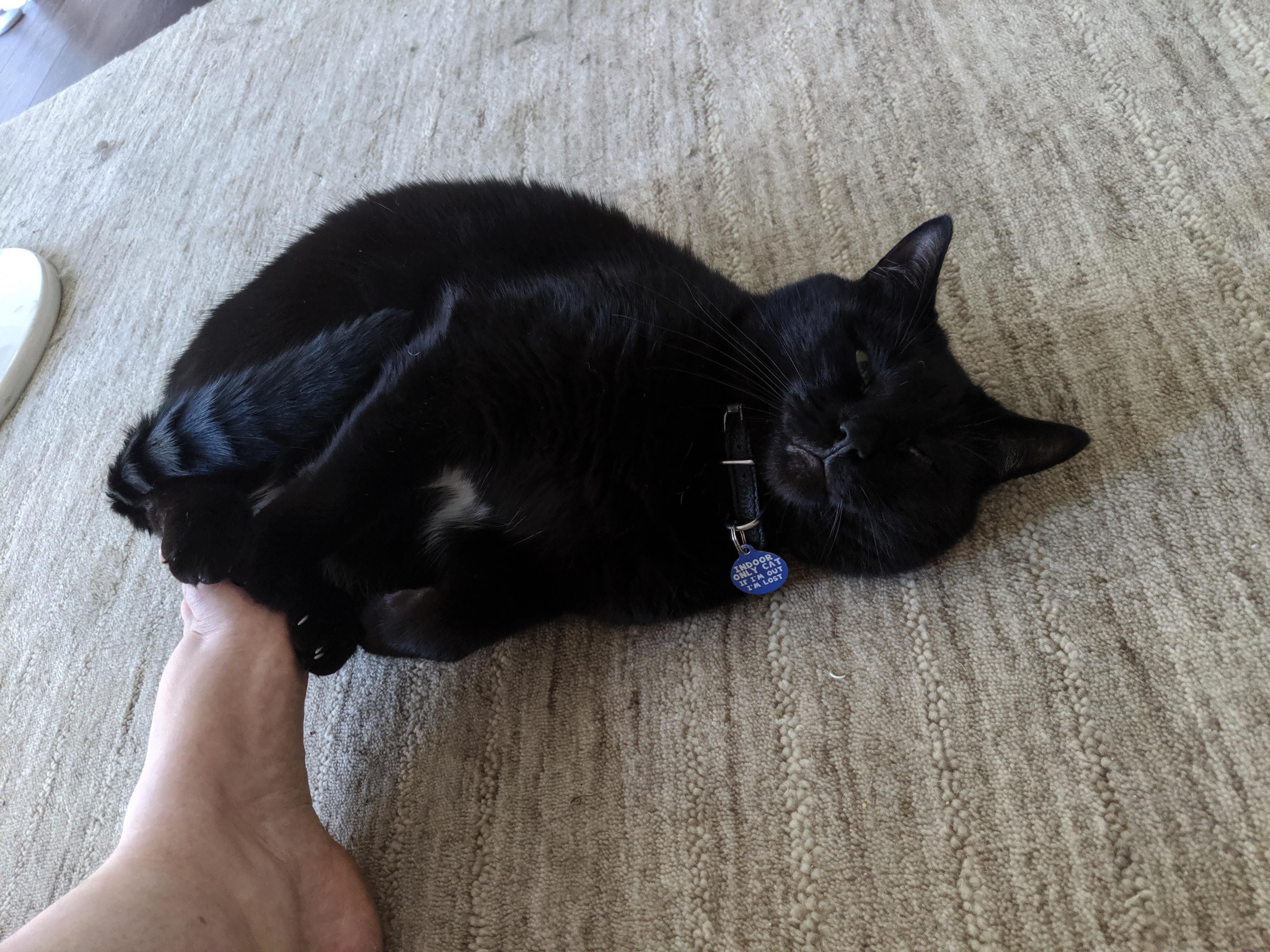 My Body My Choice It Just Happens To Be Awkward Cute Black Kitten Baby Cats Cats