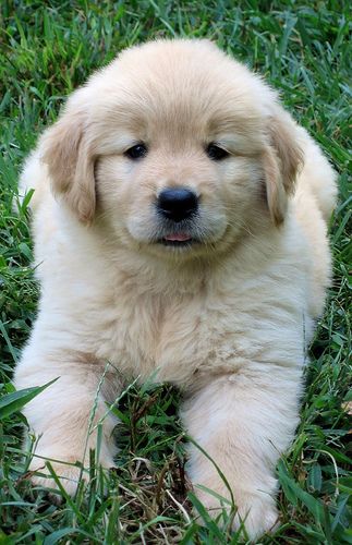 I See You Golden Retriever Dog Lovers Golden Retriever Puppy