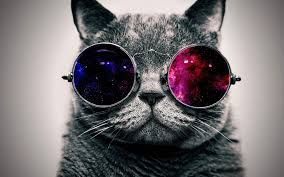 galaxy cat t u m b l r pinterest galaxy cat and illustrations
