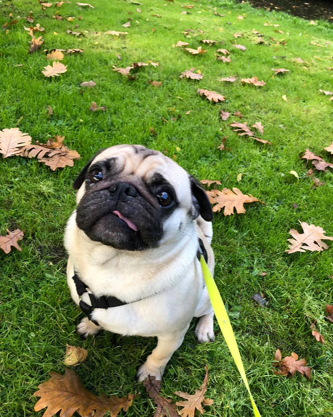 Bertje Loves The Crinkly Autumn Leaves Twogirlsandapug