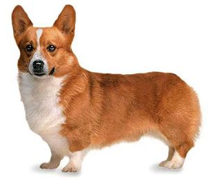Korki Still Lives In My Heart Corgi Dogs Pembroke Welsh Corgi