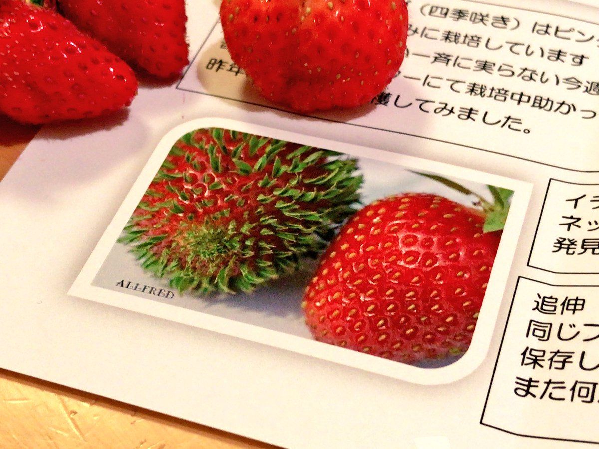 にかいどう レゴ機械生物図鑑 Fruit Food Strawberry にかいどう レゴ機械生物図鑑 Fruit Food Strawberry