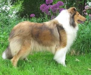 Collies Of Blueharvest Collie Big Teddy Smooth Collie