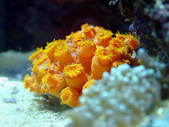 we have a sun coral about this size we make sure it gets plenty of brine shrimp size
