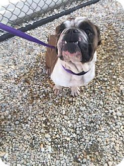 Pin By Ginger Atkins On Fun Stuff Pets Columbia South Carolina
