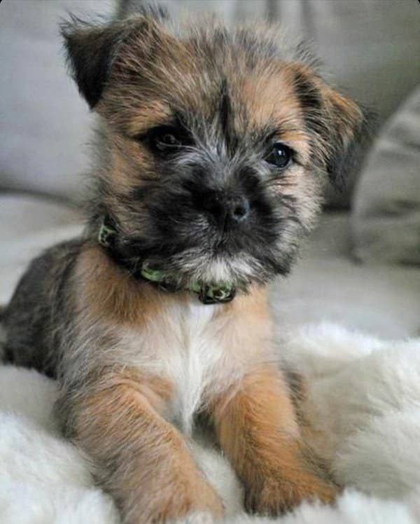 23 Reasons You Should Never Adopt A Border Terrier Cairn Terrier