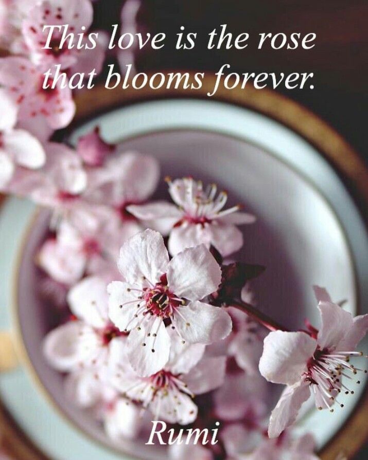 This love is the rose That blooms forever. rumi Sprüche, Zitate