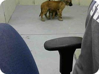 Conroe Tx Chow Chow Mix Meet Sonny A Puppy For Adoption Http