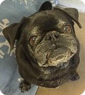 Pin By Allison Woods On Pets In Need Of A Home Pugs For Adoption