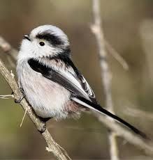 Sweet Little Codibugnolo Birds Beautiful Birds Bird Pictures